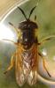 Callicera macquarti